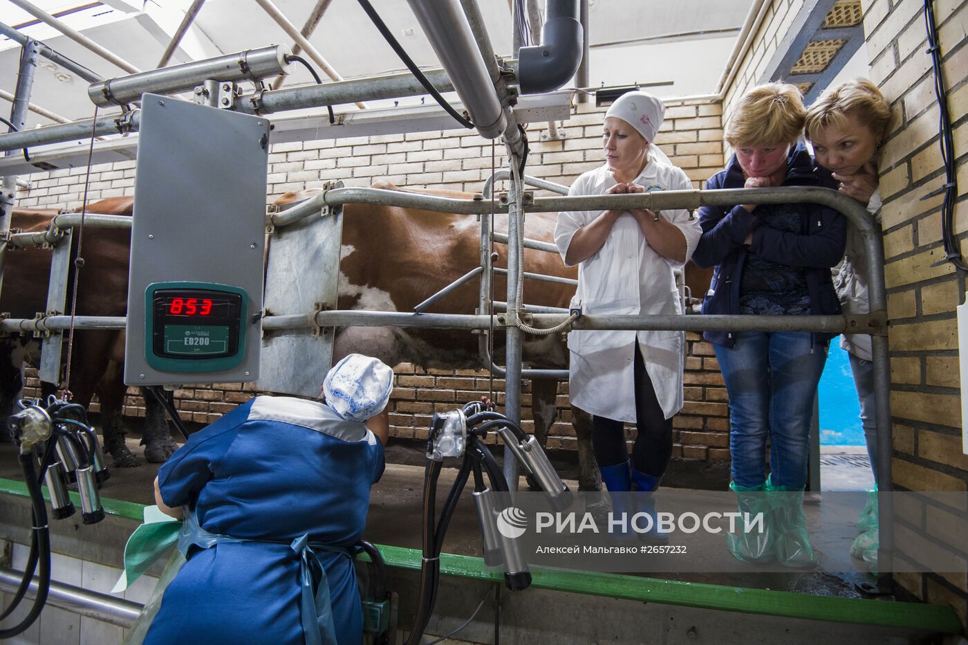 "Конкурс доярок" в Омской области