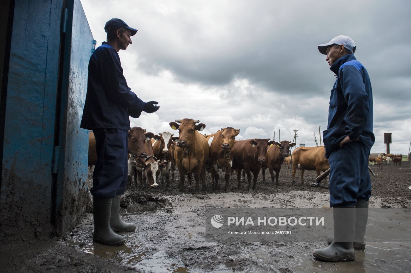 "Конкурс доярок" в Омской области