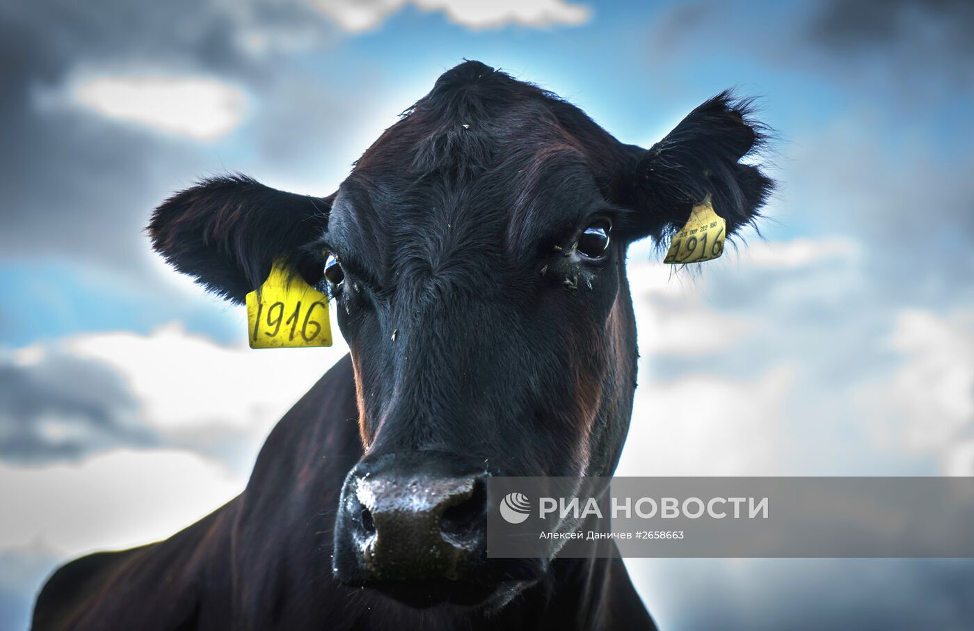Племенное хозяйство по выращиванию мясного крупного рогатого скота в Ленинградской области