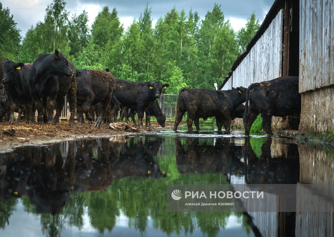 Племенное хозяйство по выращиванию мясного крупного рогатого скота в Ленинградской области