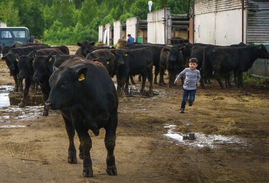 Племенное хозяйство по выращиванию мясного крупного рогатого скота в Ленинградской области