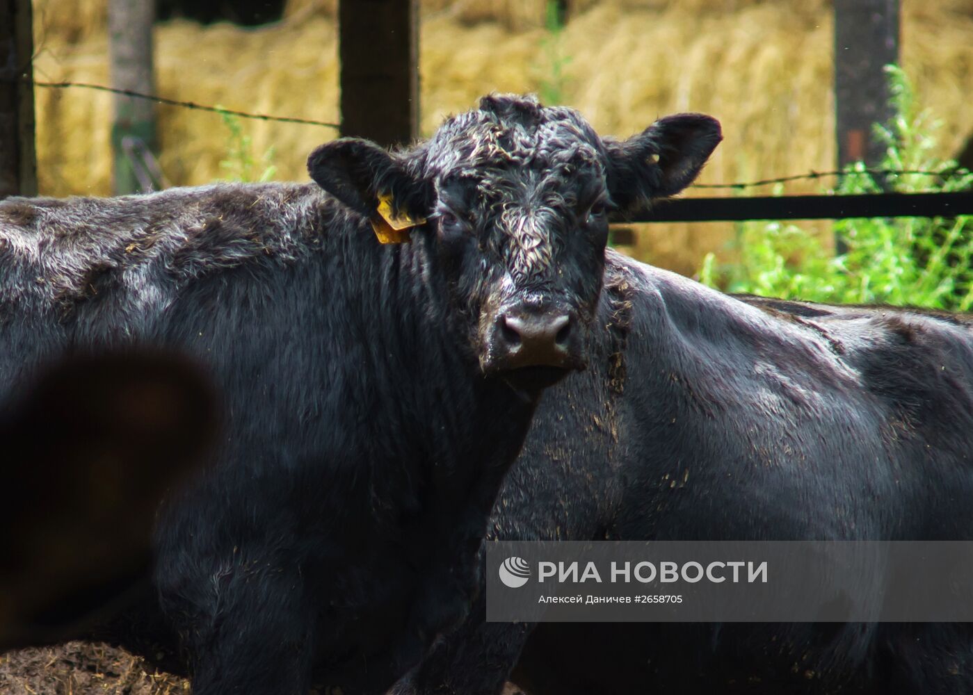Племенное хозяйство по выращиванию мясного крупного рогатого скота в Ленинградской области