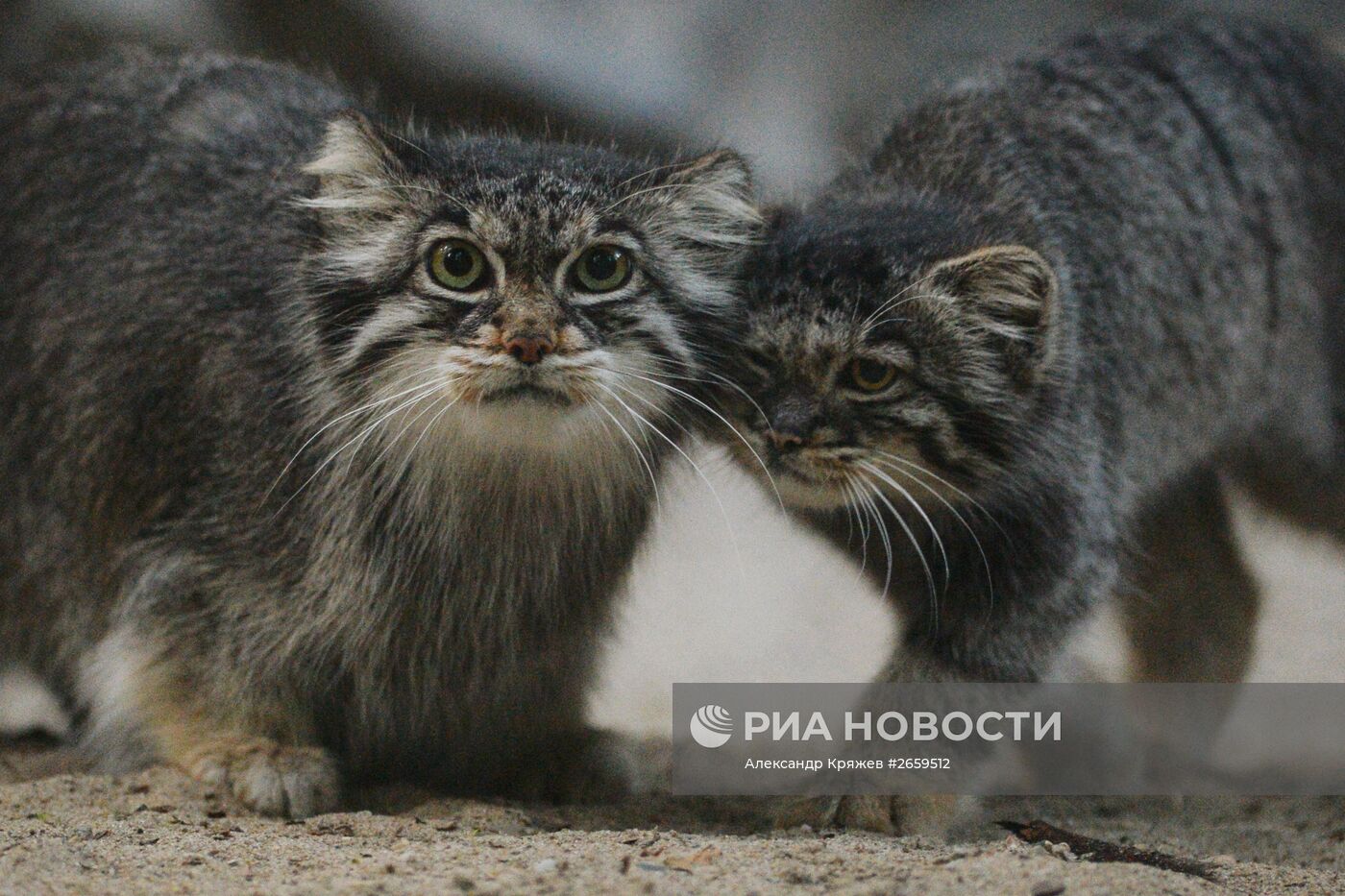 Котята манула в Новосибирском зоопарке