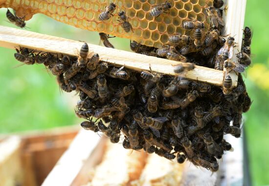 Государственный природный биосферный заповедник "Шульган-Таш" в Башкирии