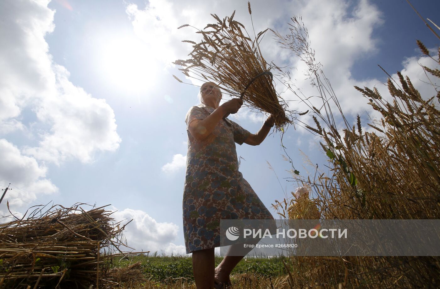 Уборка пшеницы в Белоруссии