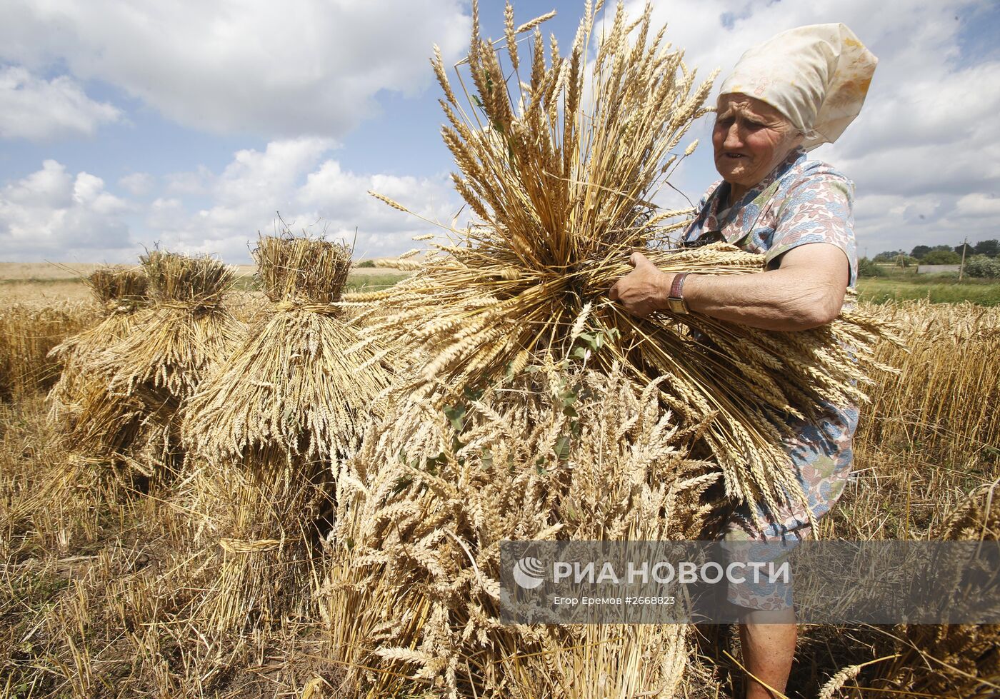 Уборка пшеницы в Белоруссии