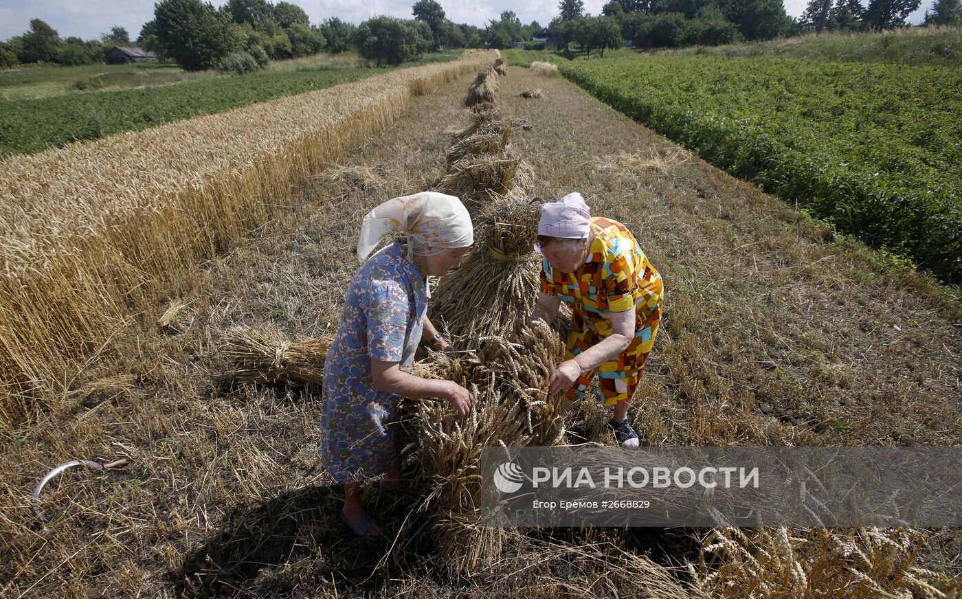Уборка пшеницы в Белоруссии