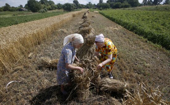 Уборка пшеницы в Белоруссии