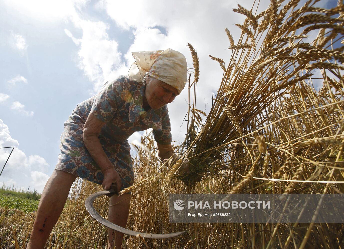 Уборка пшеницы в Белоруссии