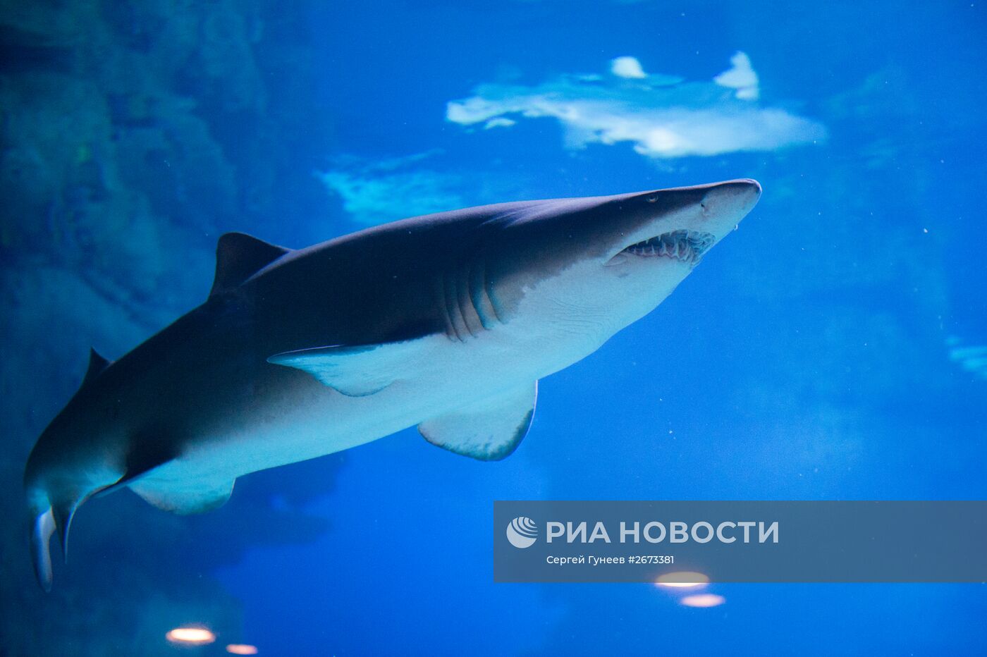 Центр океанографии и морской биологии "Москвариум" открылся на ВДНХ