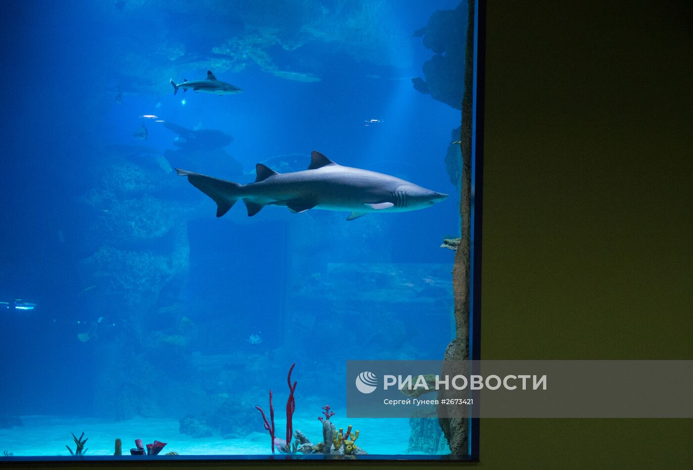 Центр океанографии и морской биологии "Москвариум" открылся на ВДНХ