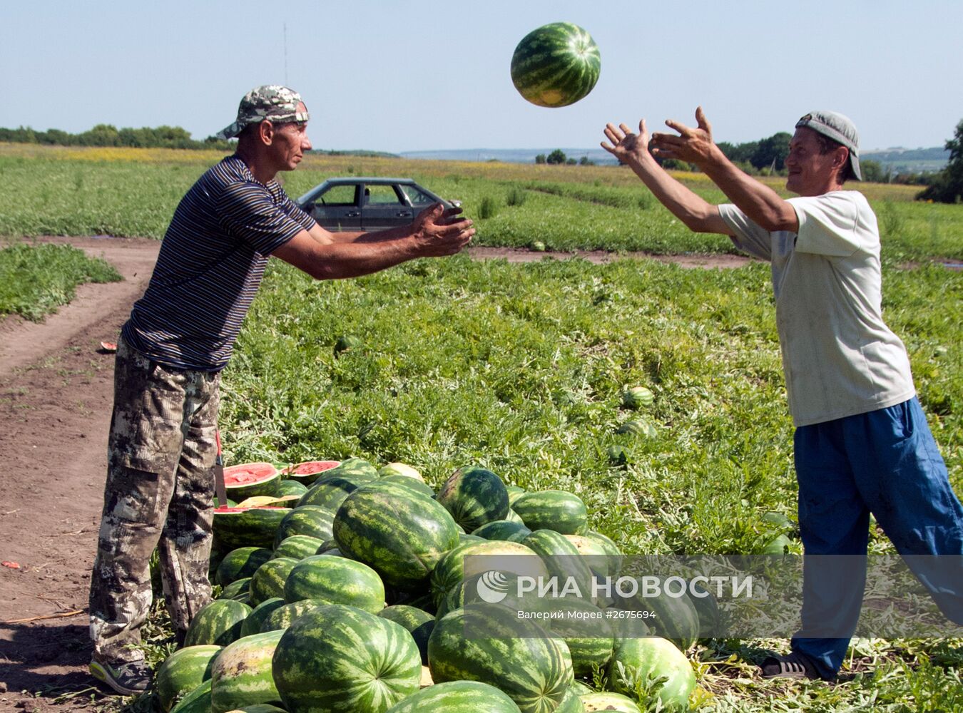 Сбор арбузов в Белгородской области