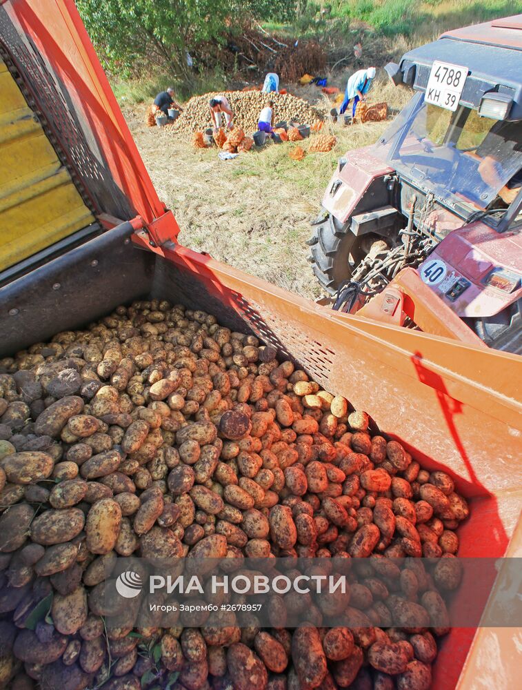 Сбор овощей в Калининградкой области