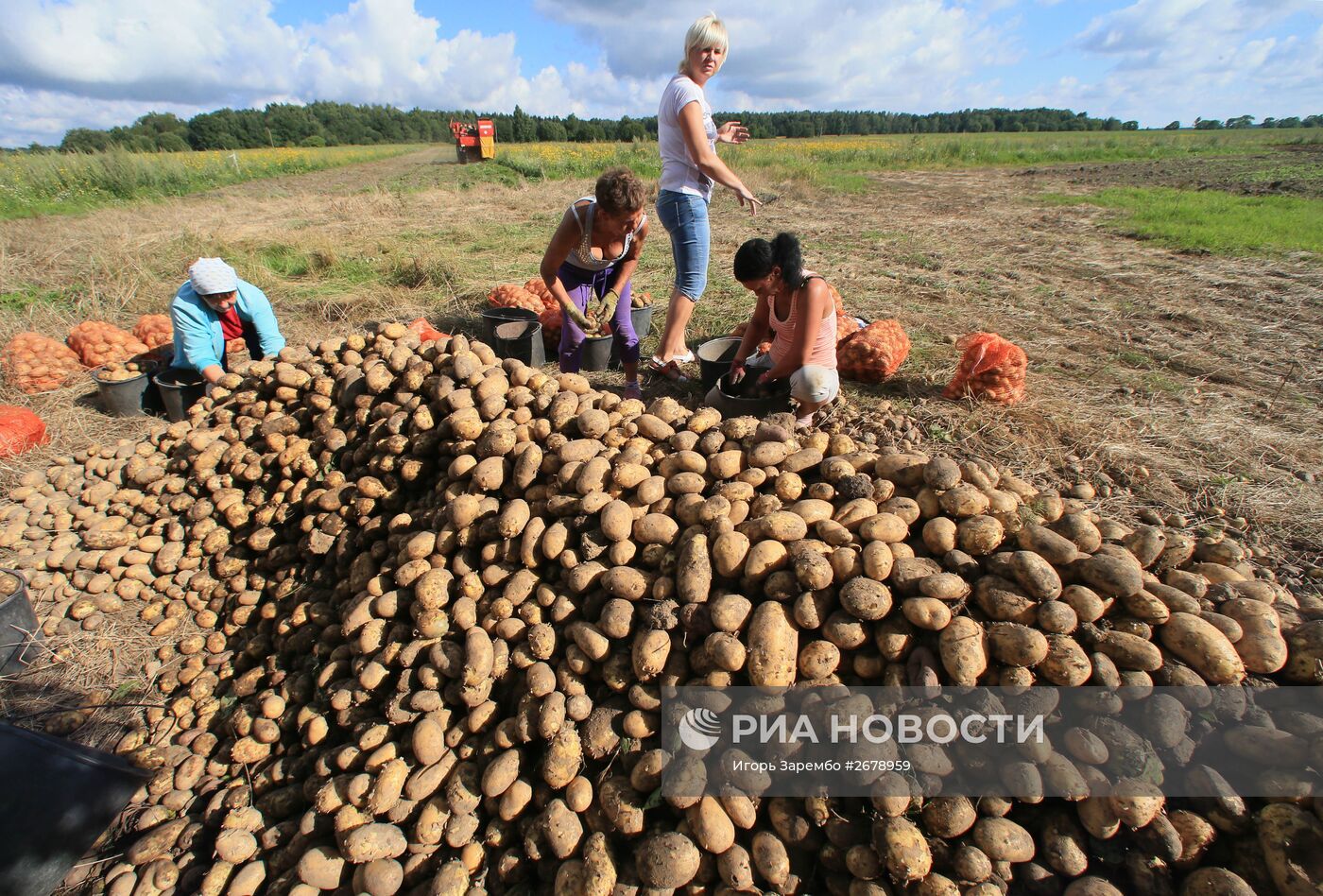 Сбор овощей в Калининградкой области