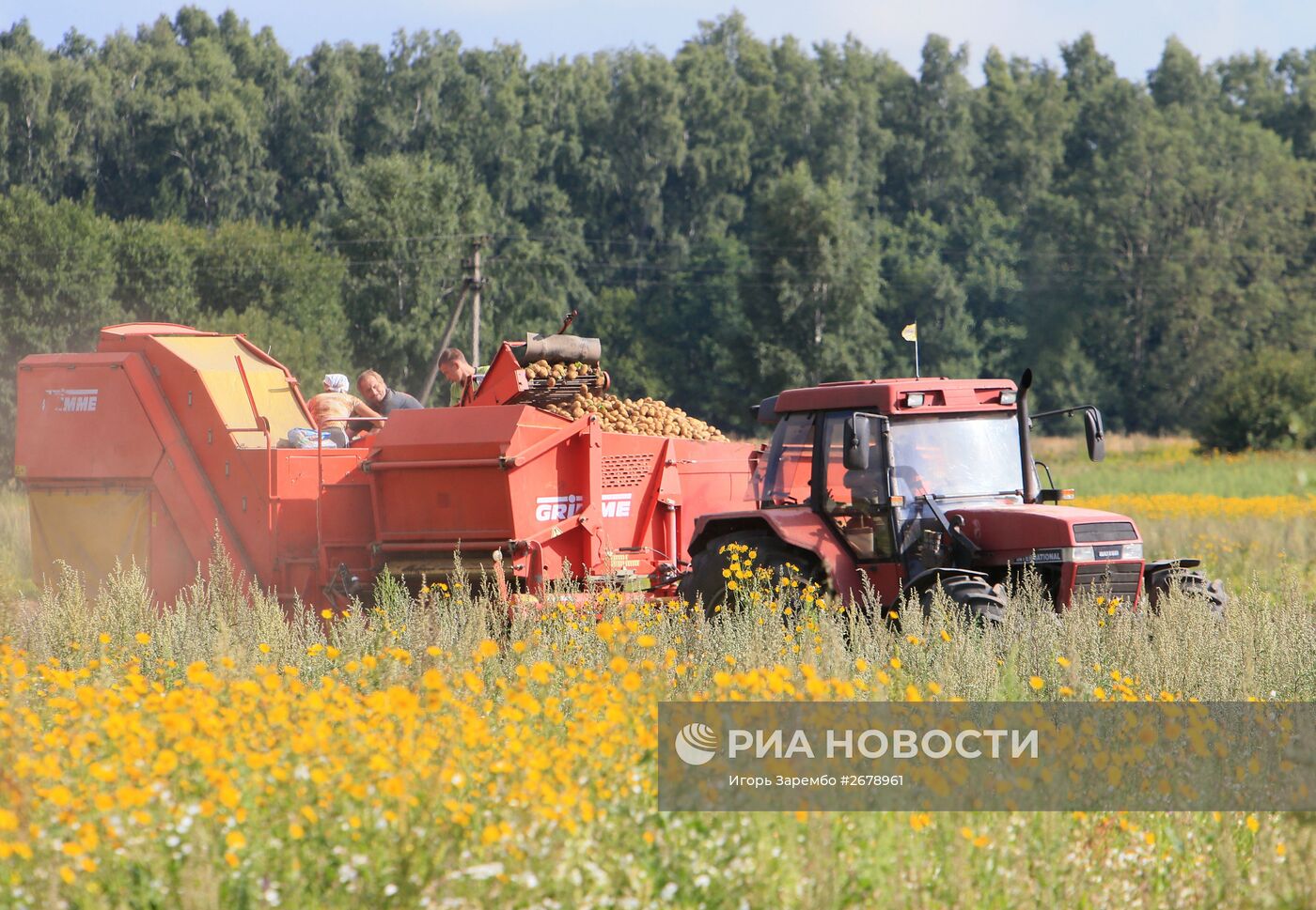 Сбор овощей в Калининградкой области