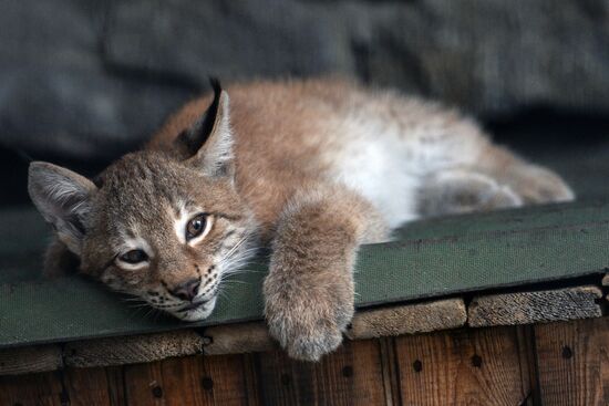 Домашняя кошка выкормила детеныша рыси в зоопарке Новосибирска