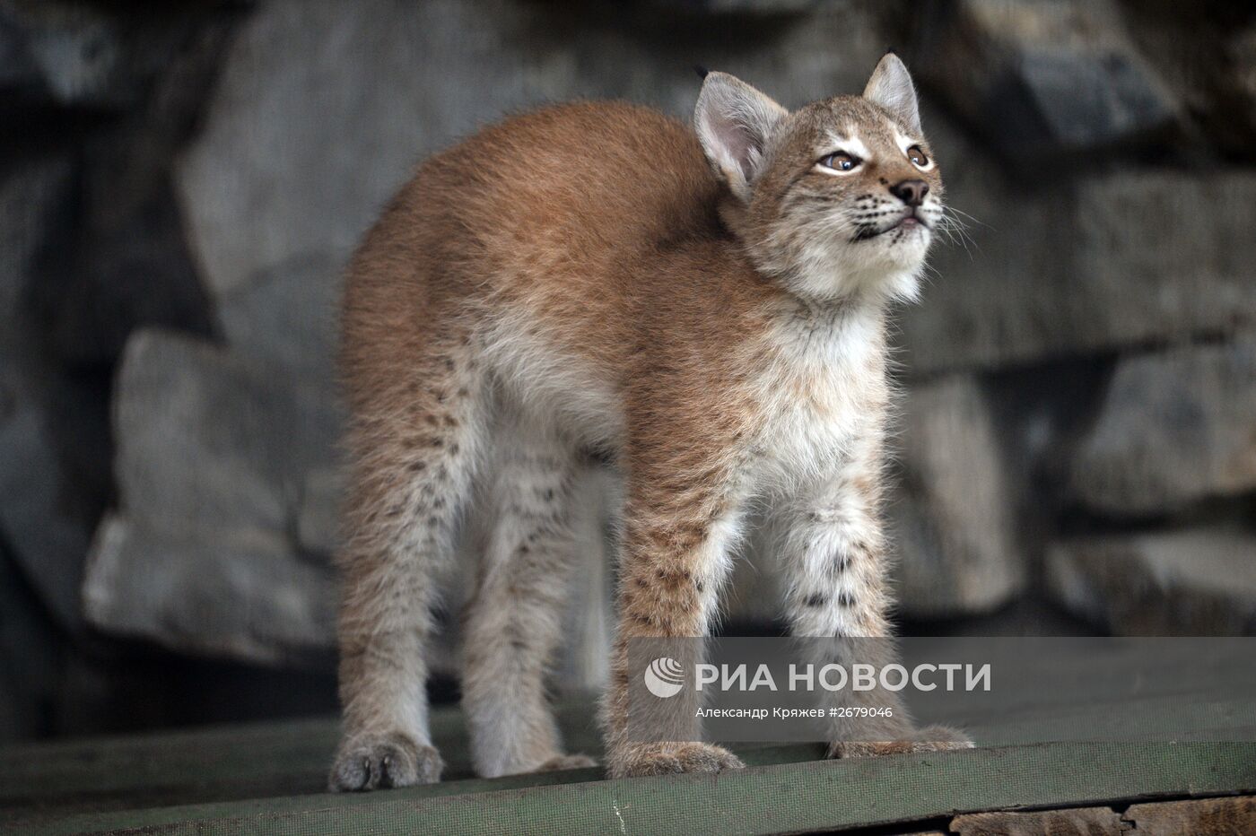 Домашняя кошка выкормила детеныша рыси в зоопарке Новосибирска