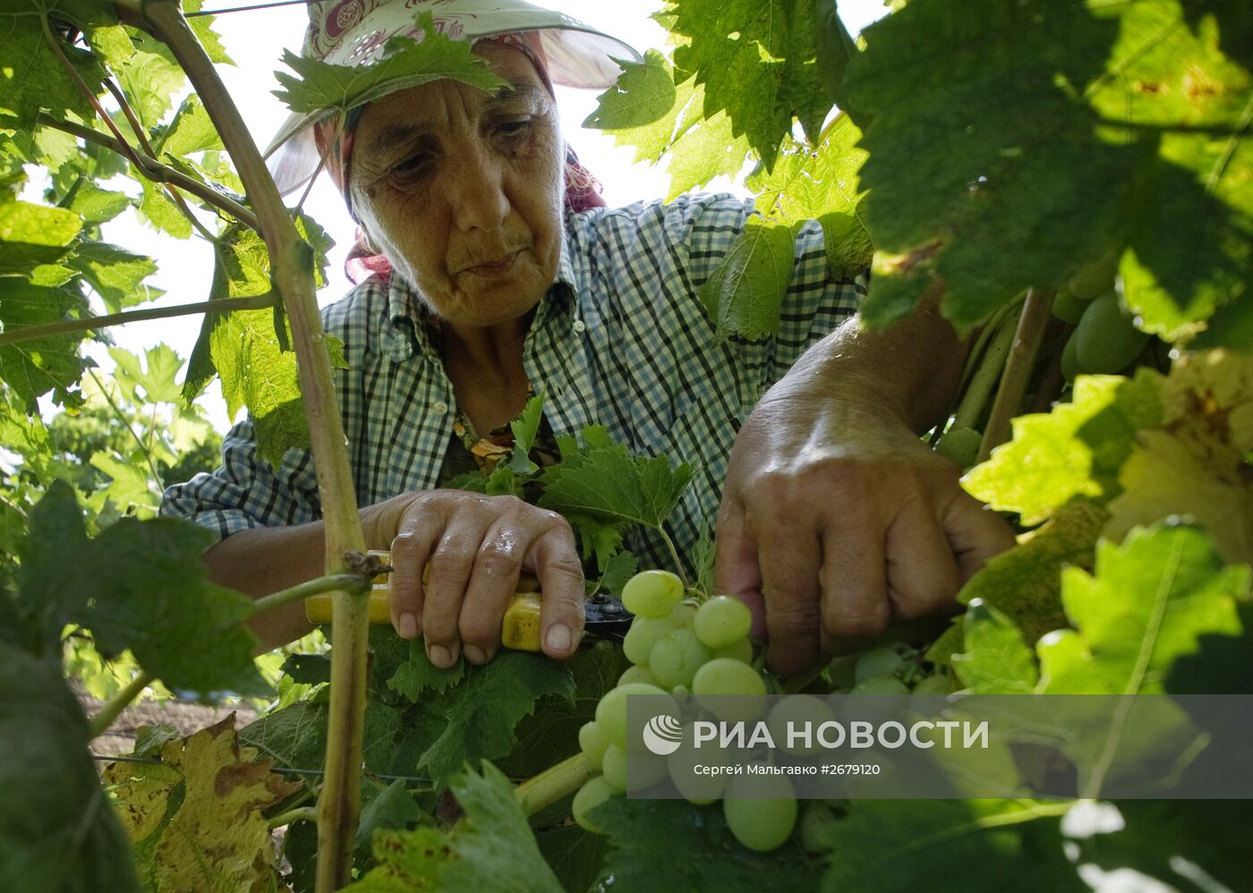 Сбор фруктов в Крыму