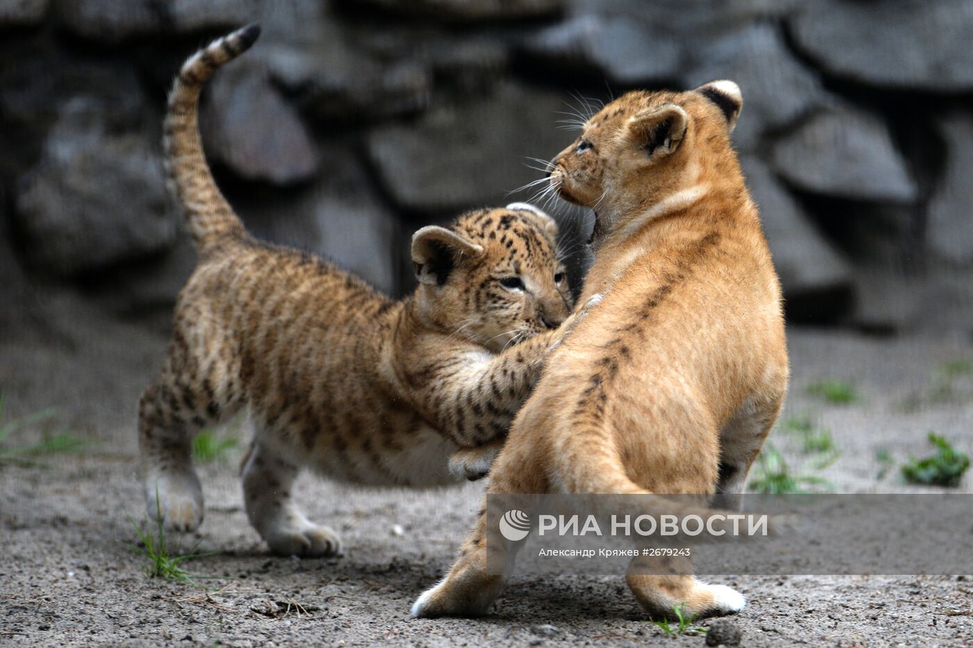 В Новосибирском зоопарке родились лигрята