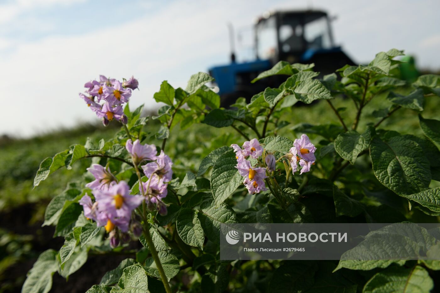 Сбор урожая в Свердловской области