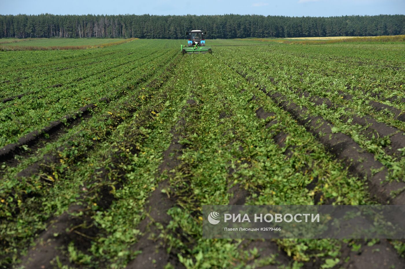 Сбор урожая в Свердловской области