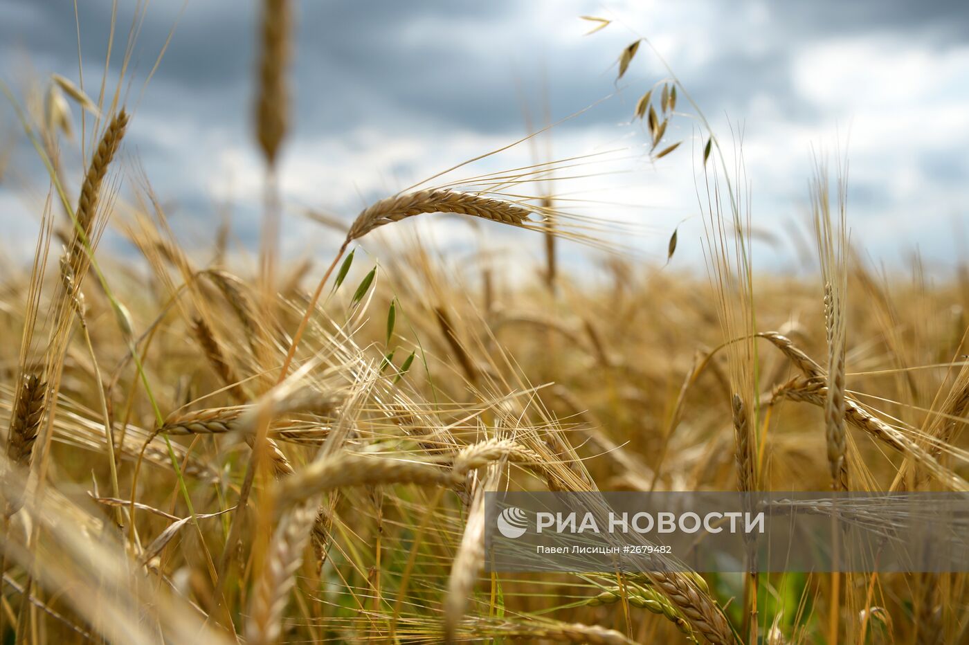 Сбор урожая в Свердловской области