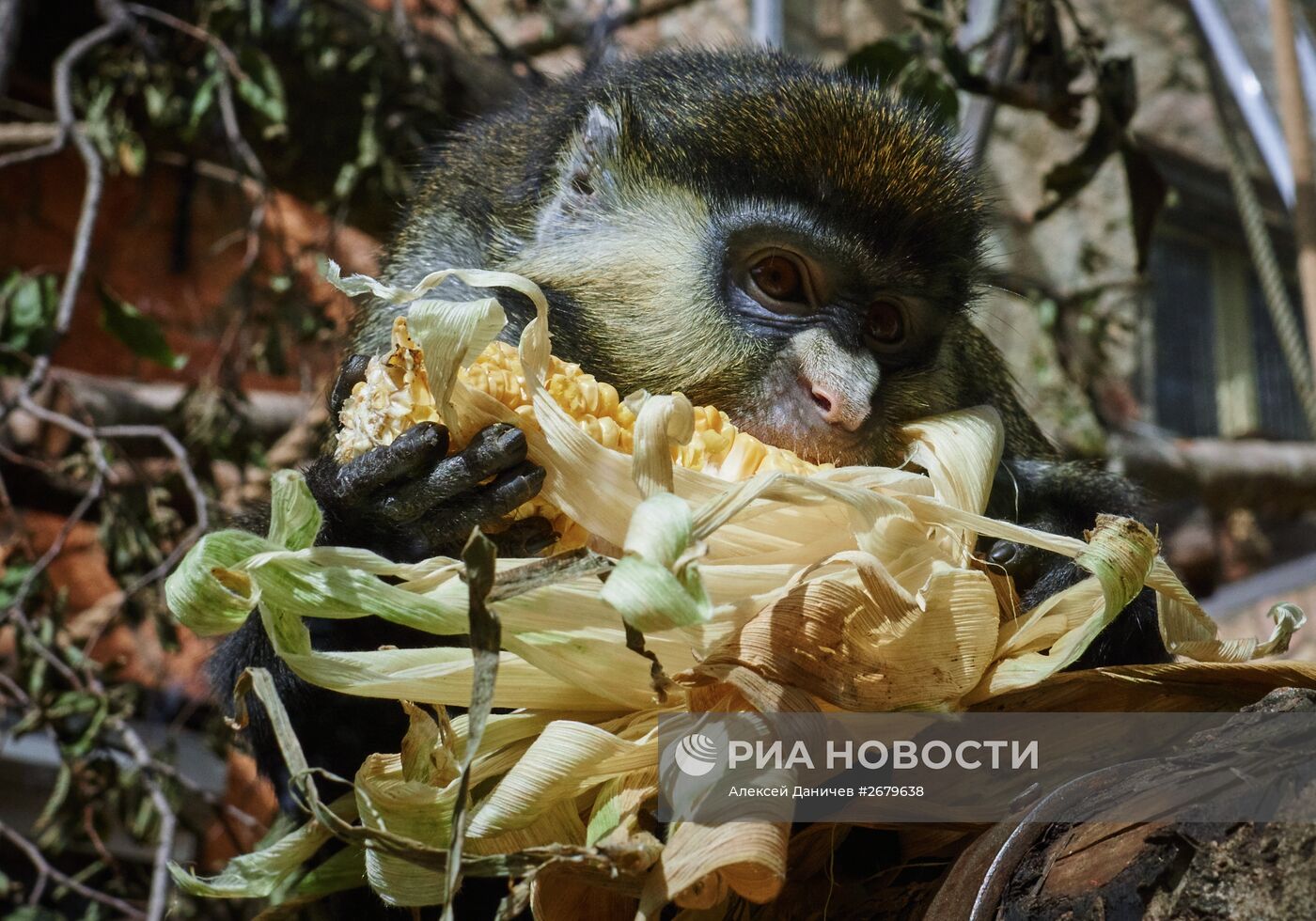 Ленинградский зоопарк отмечает 150-летие