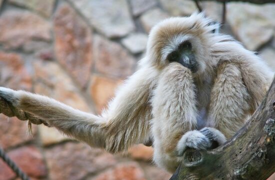 Ленинградский зоопарк отмечает 150-летие