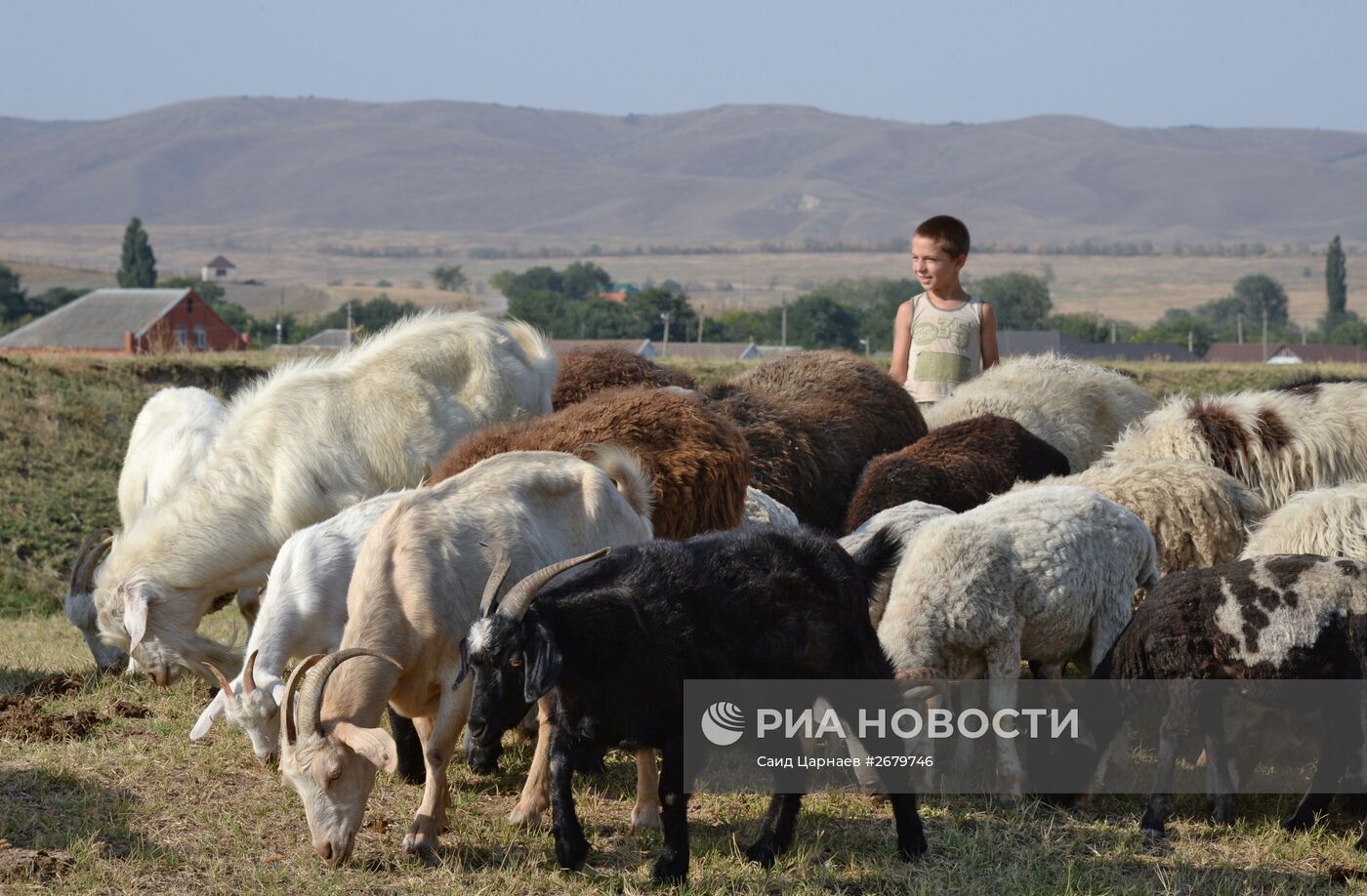 Фермерское хозяйство в Чеченской Республике