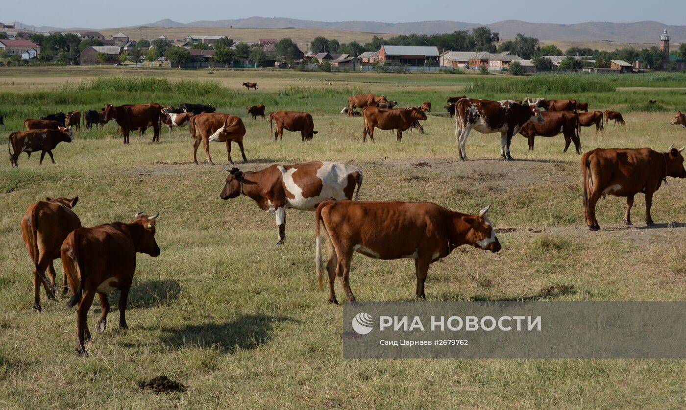 Фермерское хозяйство в Чеченской Республике