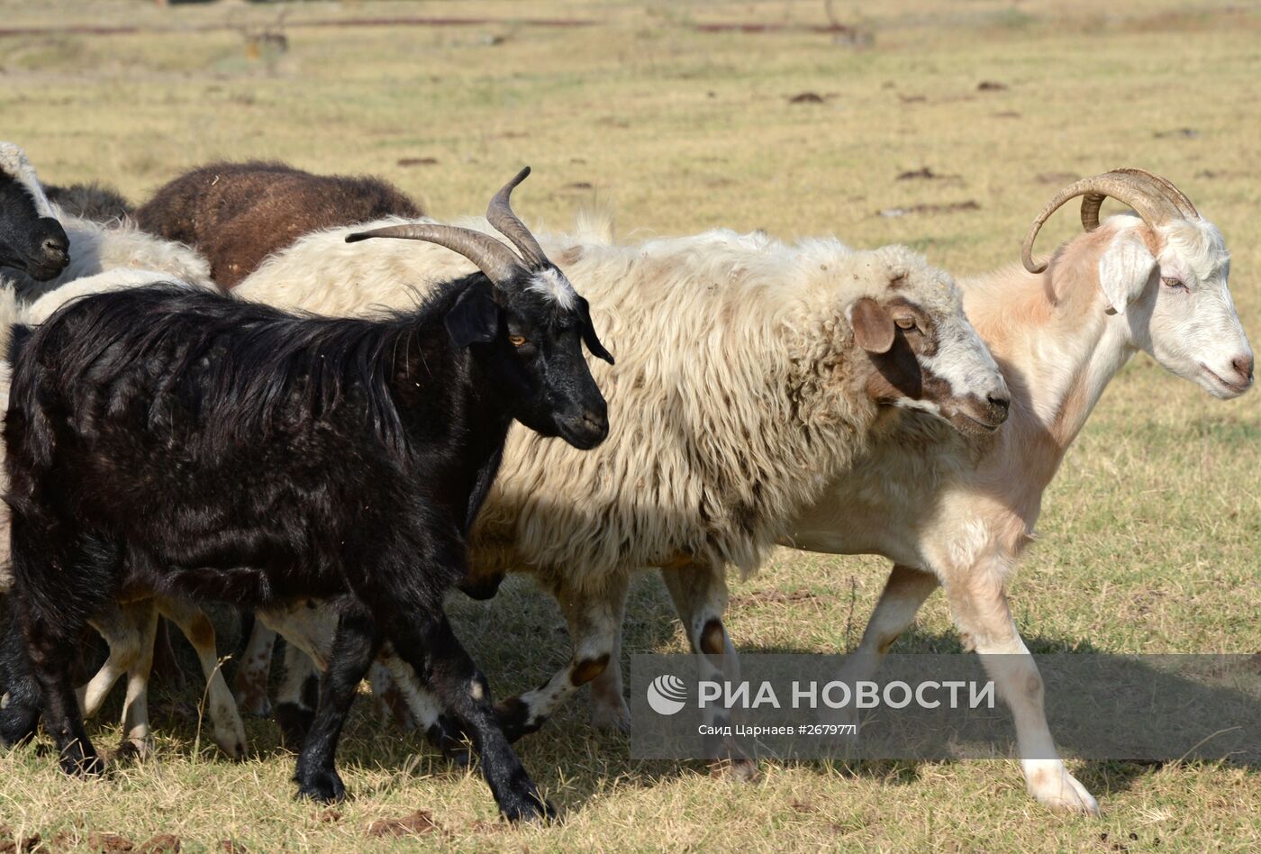 Фермерское хозяйство в Чеченской Республике