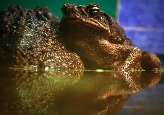 Ленинградский зоопарк отмечает 150-летие