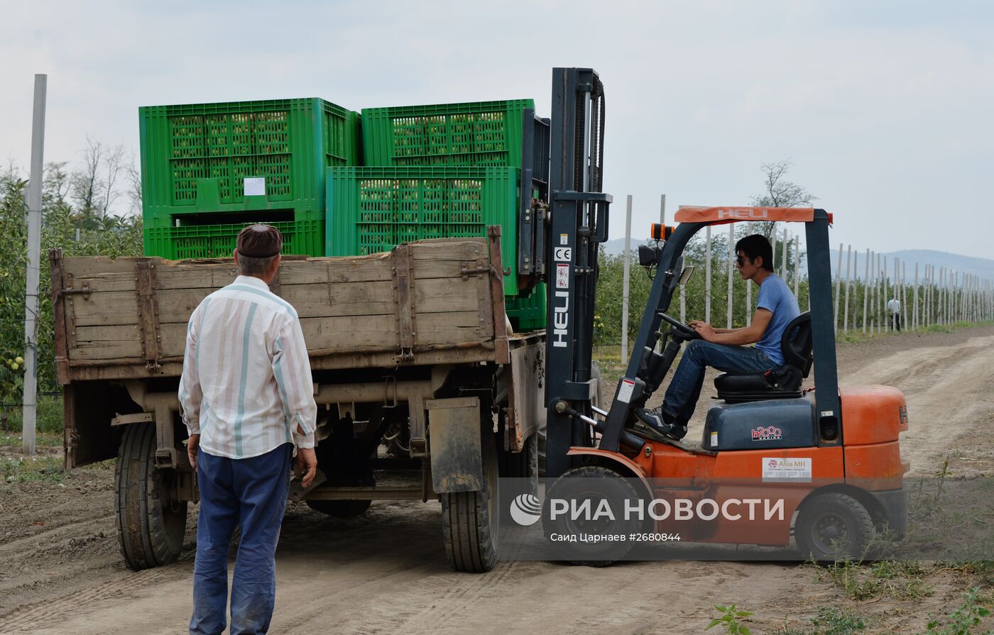 Сбор урожая яблок в Чеченской Республике | РИА Новости Медиабанк