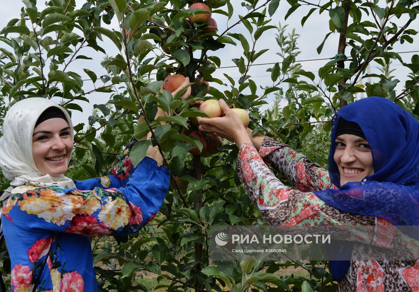 Сбор урожая яблок в Чеченской Республике