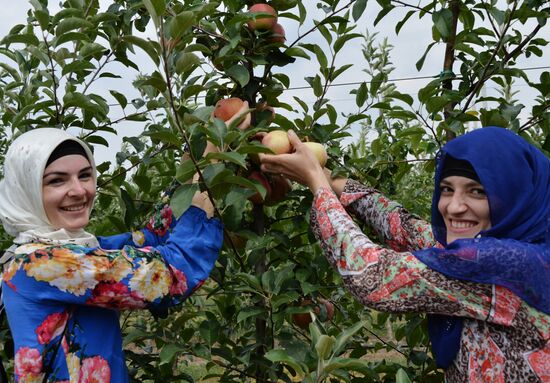 Сбор урожая яблок в Чеченской Республике