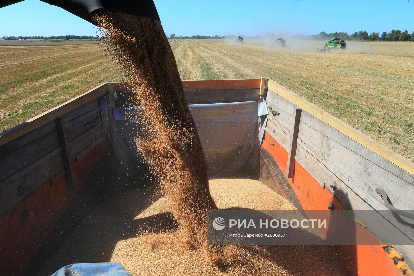 Уборка пшеницы в Калининградской области