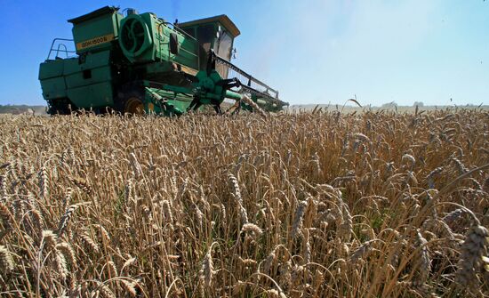 Уборка пшеницы в Калининградской области