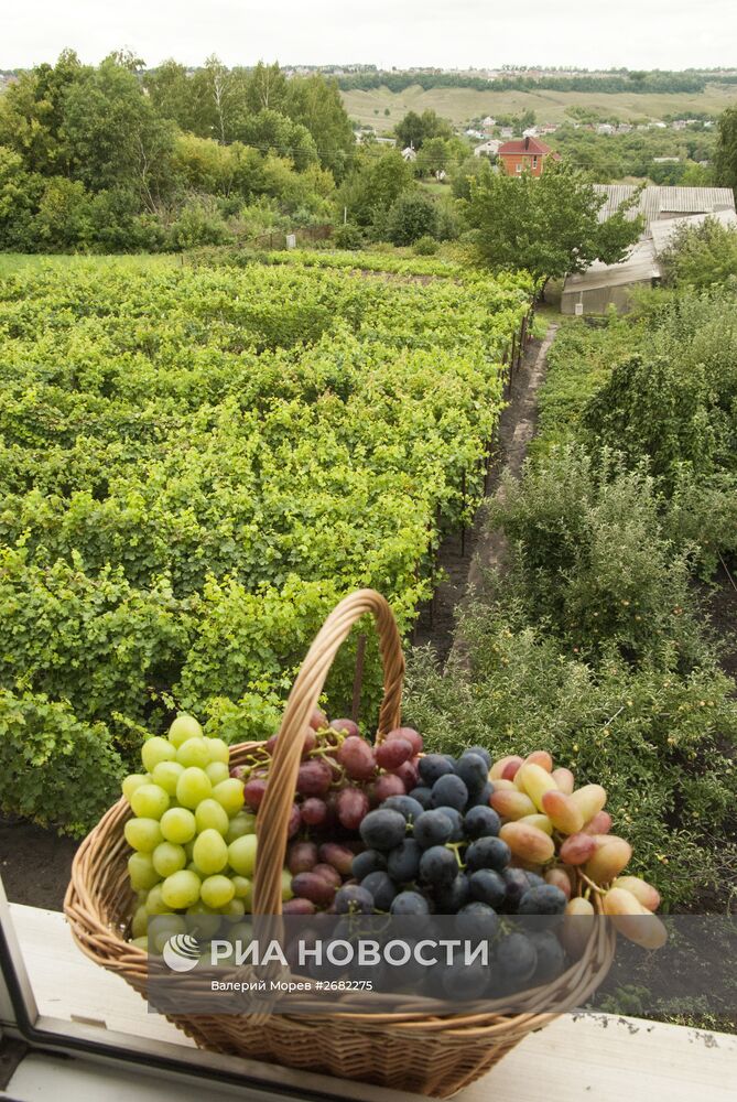 Сбор винограда на приусадебном участке в Белгородской области