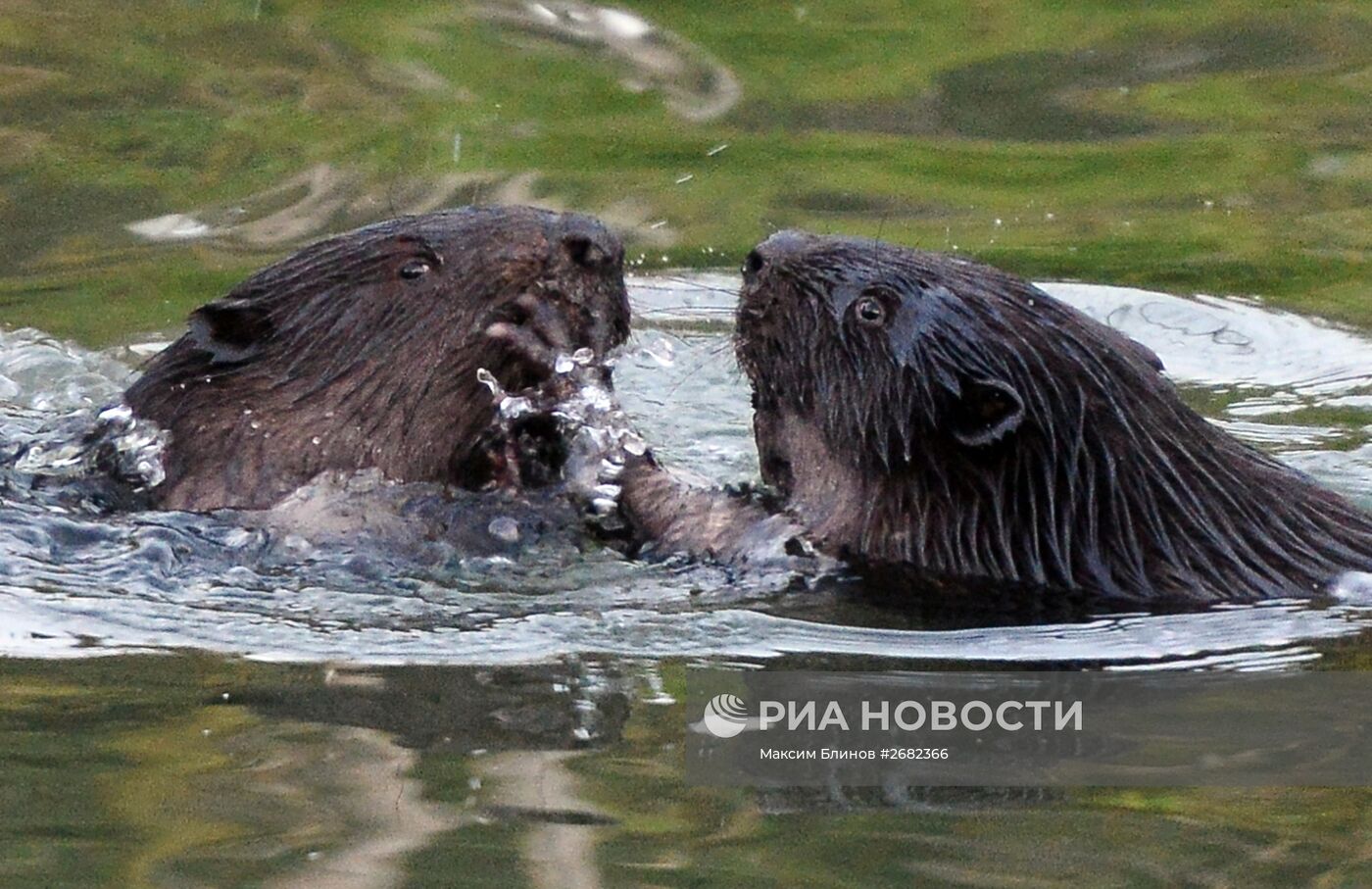 Бобры в парке "Покровское-Стрешнево"