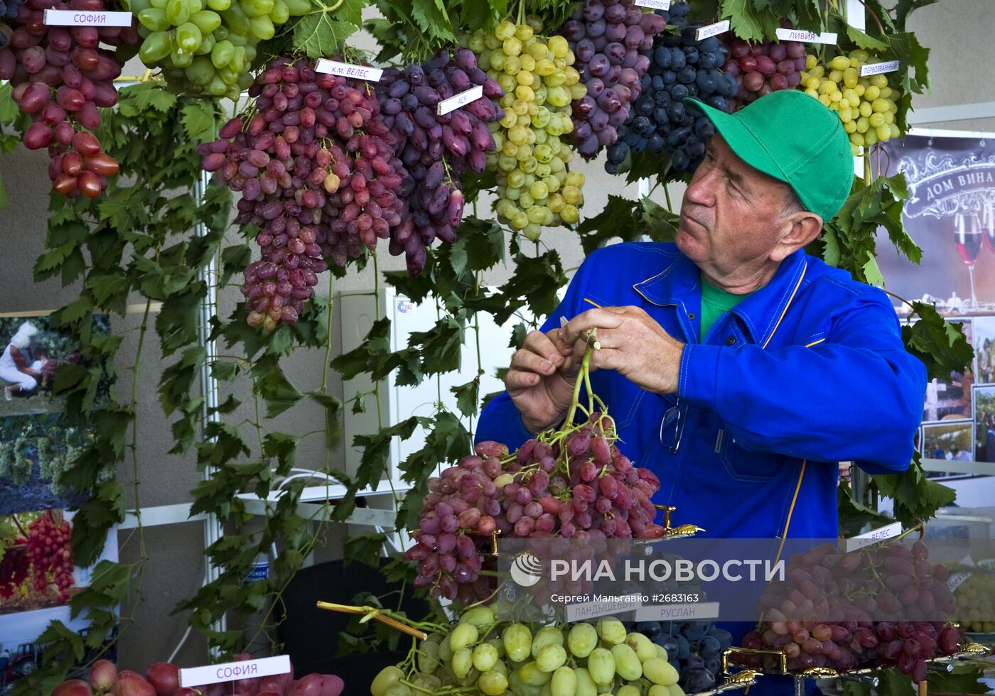 Фестиваль "Золотая гроздь винограда" в Крыму
