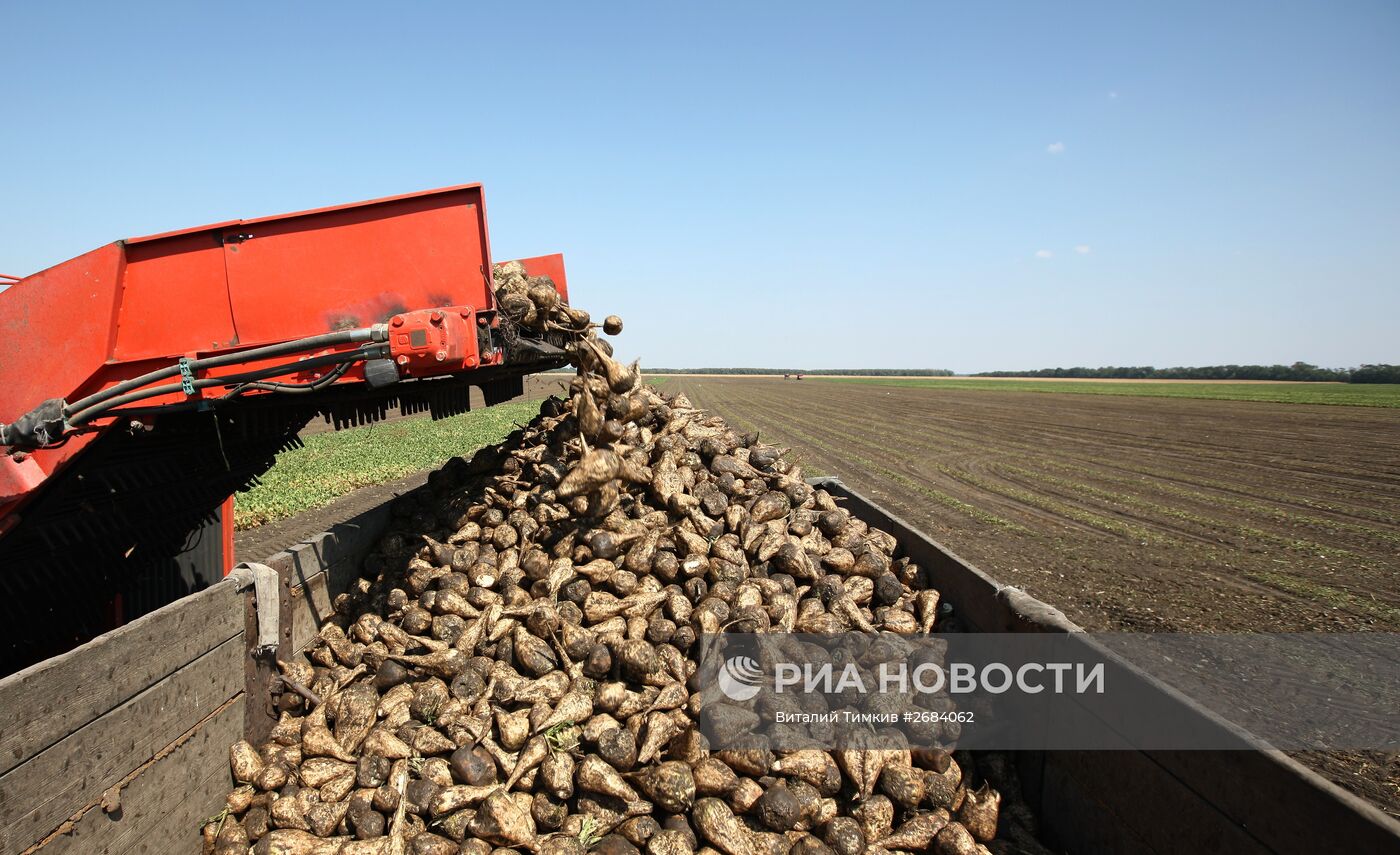 Уборка сахарной свеклы в Краснодарском крае