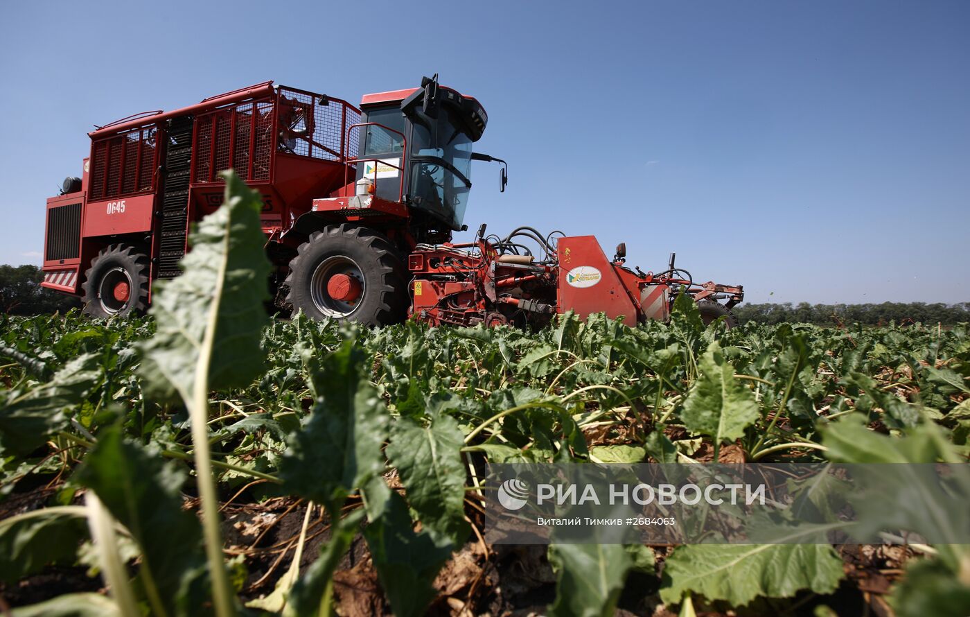 Уборка сахарной свеклы в Краснодарском крае