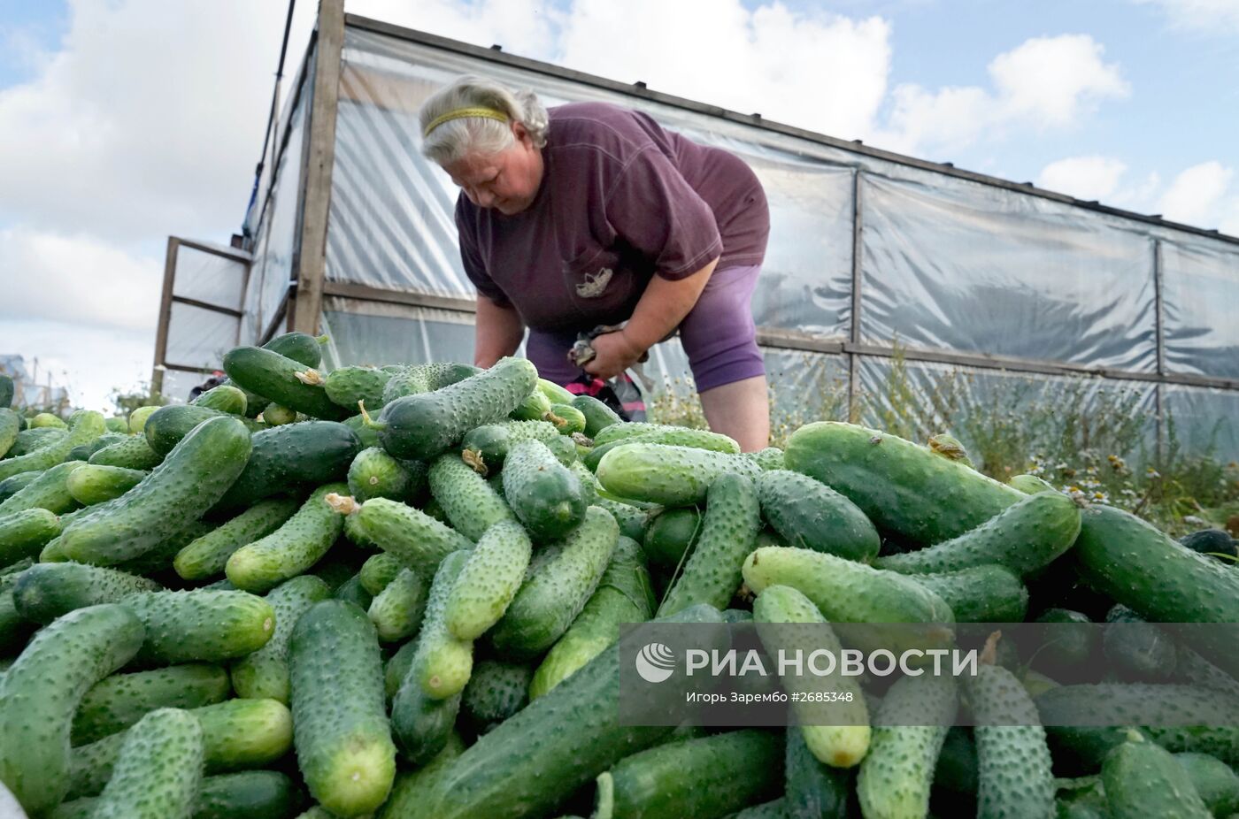 Уборка урожая в тепличном хозяйстве в Калининградской области