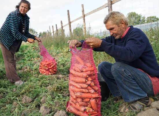 Уборка урожая в тепличном хозяйстве в Калининградской области