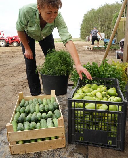 Уборка урожая огурцов и перца в Калининградской области