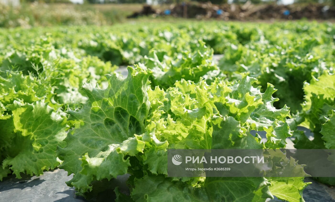 Уборка урожая огурцов и перца в Калининградской области