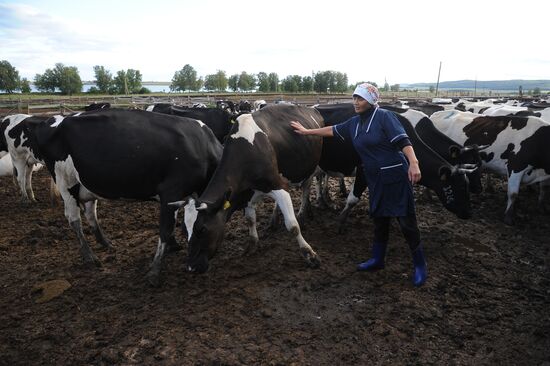 Полевая ферма в Челябинской области