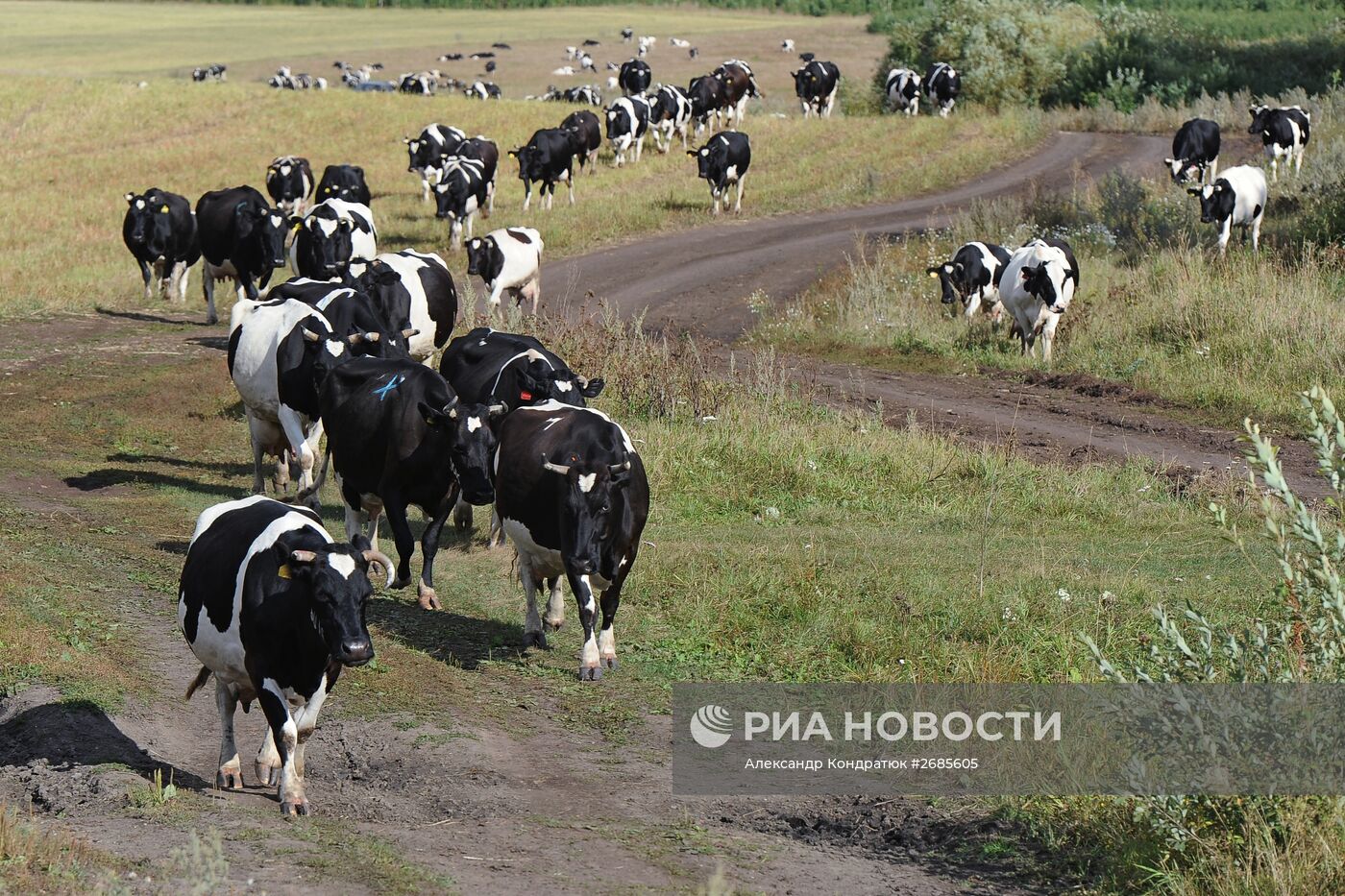Полевая ферма в Челябинской области