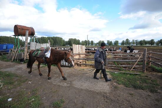 Полевая ферма в Челябинской области