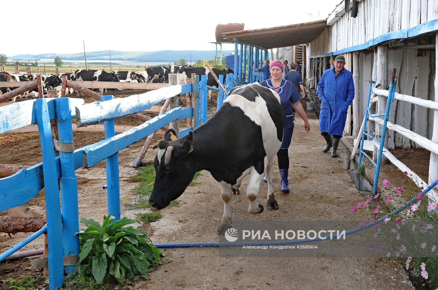 Полевая ферма в Челябинской области